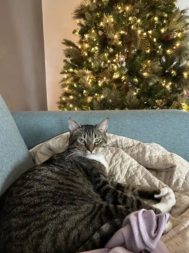Leo Relishing His Favorite Spot