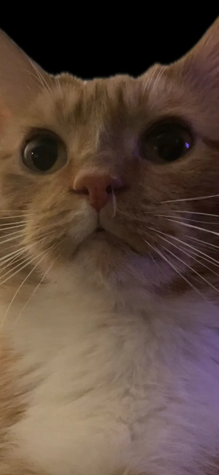 A close-up photo of an orange and white cat with wide, startled eyes staring directly at the camera, its nose slightly wet…