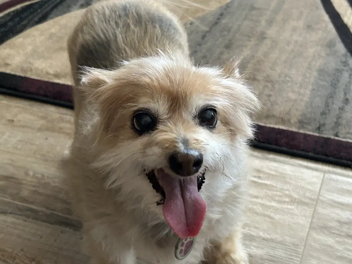 A small, fluffy dog with light brown and white fur is looking directly at the camera with its tongue out, appearing to have…