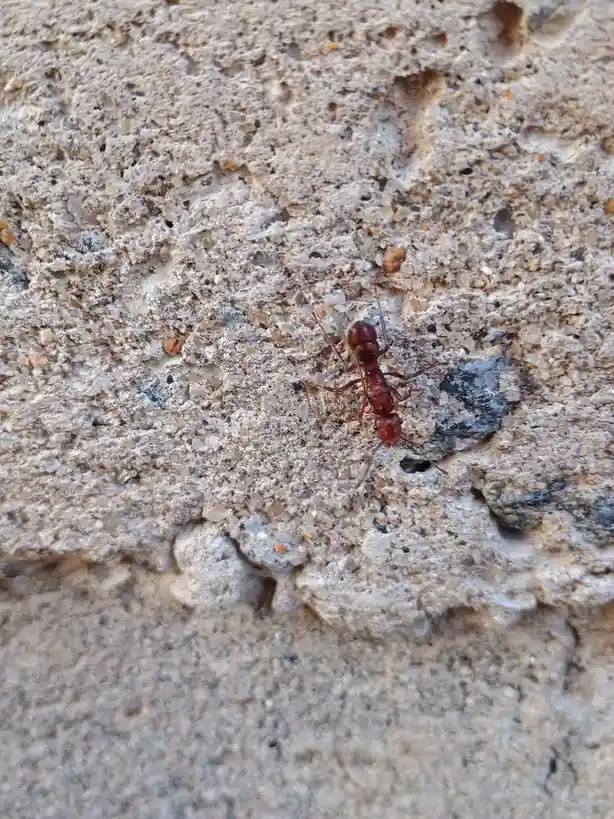 A close-up photo shows a reddish-brown ant crawling on a rough, textured concrete surface. The image has the overlaid text…