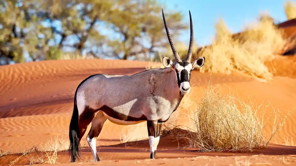 Gemsboks stand tall, reaching 4 feet at the shoulder, with impressive horns nearly as long. They roam in massive herds of up…