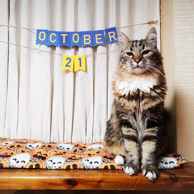 A fluffy tabby cat sits regally on a Halloween-themed cushion featuring pumpkins and skulls, with a blue and yellow banner…