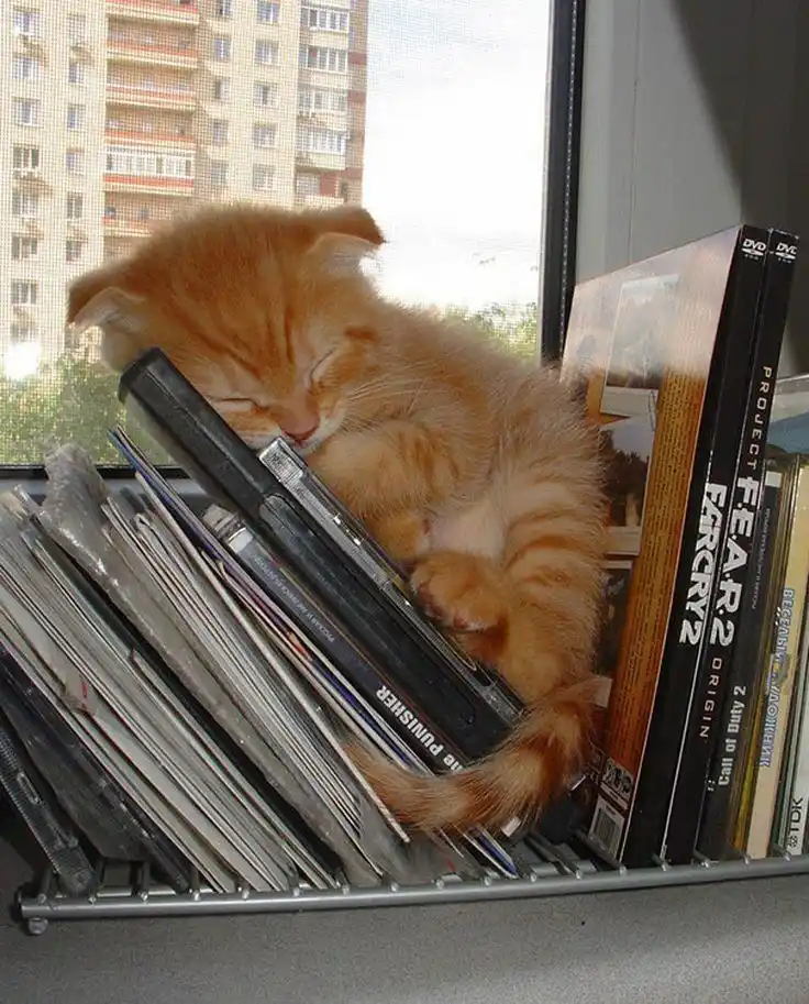 Feeling Sleepy