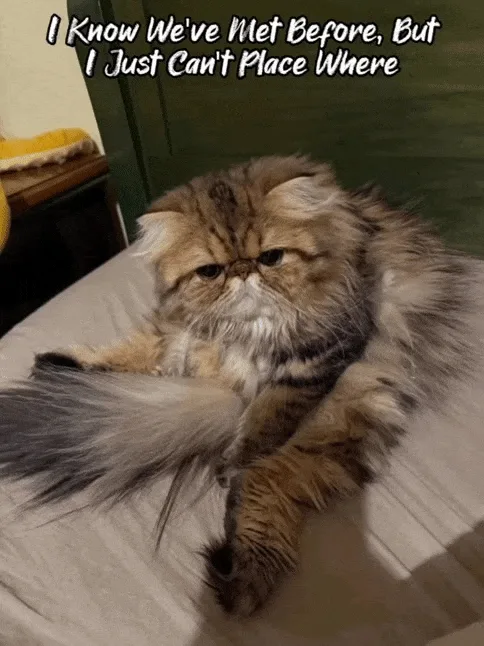 Oh, it's you again!