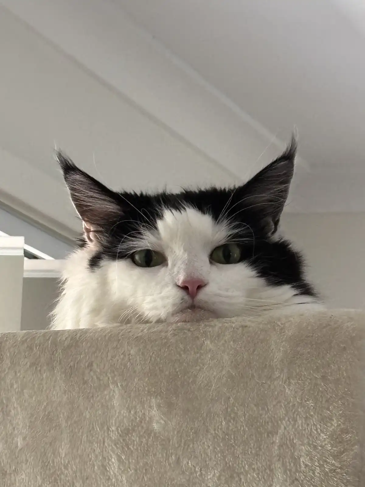 A black and white cat with green eyes peers over the top of a beige, textured surface, looking directly at the camera with a…