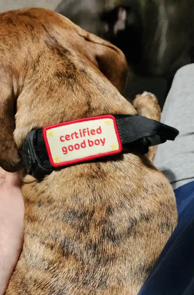 A close-up photo shows the back of a brindle-coated dog resting on someone's lap, wearing a black collar with a rectangular…