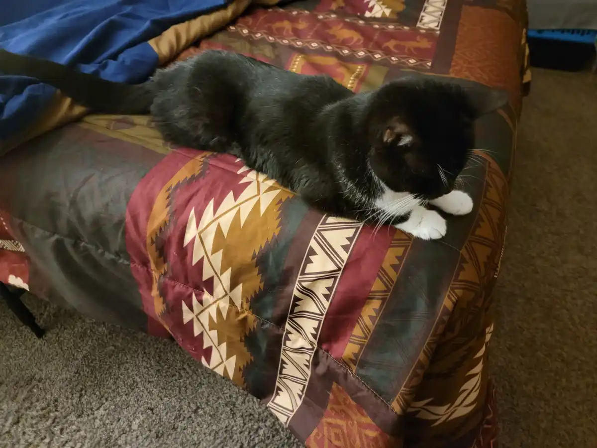 A black cat with white paws is curled up and sleeping on a patterned quilt on a bed. The quilt has geometric designs in red…