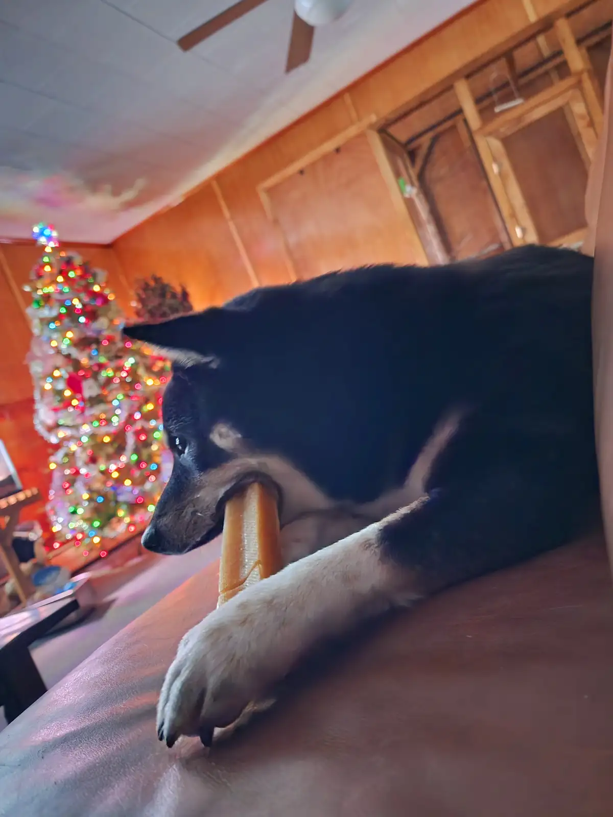 A black and white dog is lying on a couch, chewing on a large bone-shaped chew toy, with a brightly lit, out-of-focus…