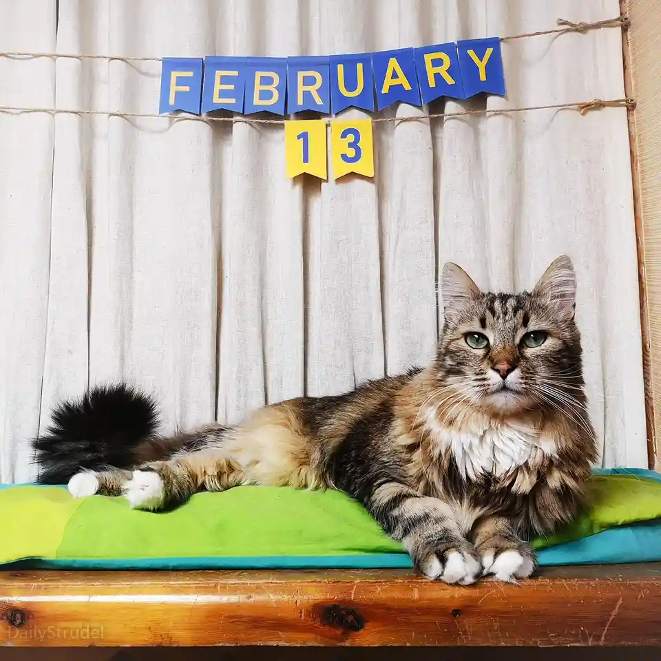 A fluffy tabby cat with green eyes lies regally on a green cushion atop a wooden surface, looking directly at the camera…