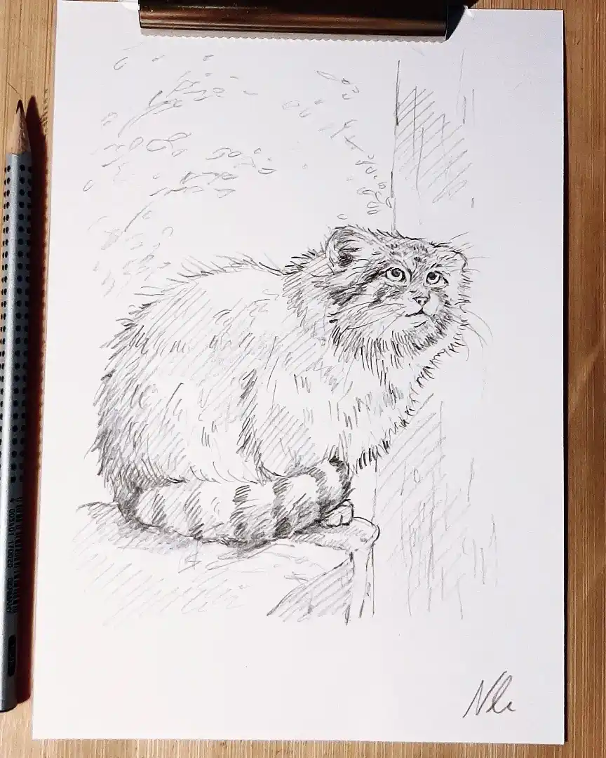 January's First Sketch Features an Adorable Pallas Cat