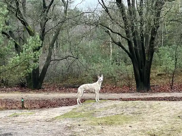 A slender, white and grey brindle dog with pointed ears stands alert on a dirt path in a forest with bare and evergreen…