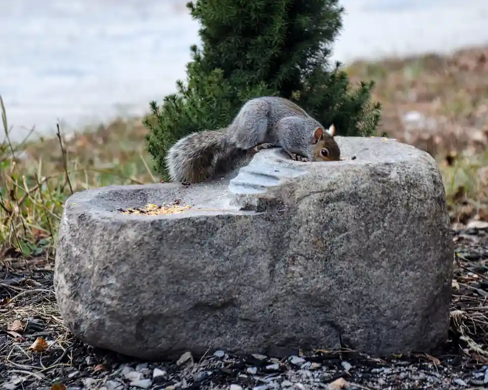 A gray squirrel is perched on the edge of a large, rough-hewn stone bird feeder, leaning over to eat seeds scattered inside…