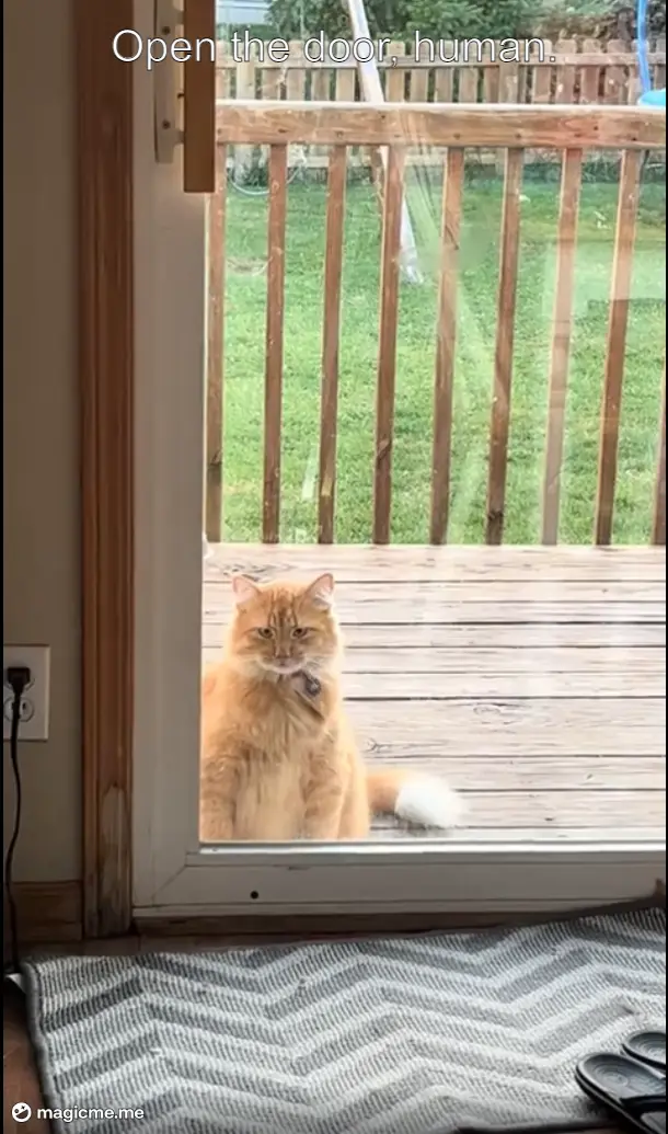 A fluffy orange cat sits patiently on a wooden deck outside a glass door, looking directly into the house with a serious…