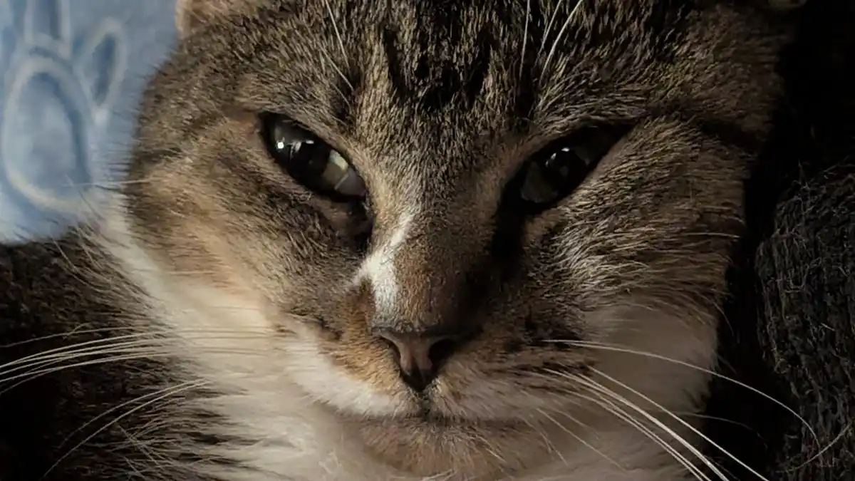 A close-up photo of a tabby cat with a stern, unimpressed expression, looking directly at the camera. The cat has brown and…