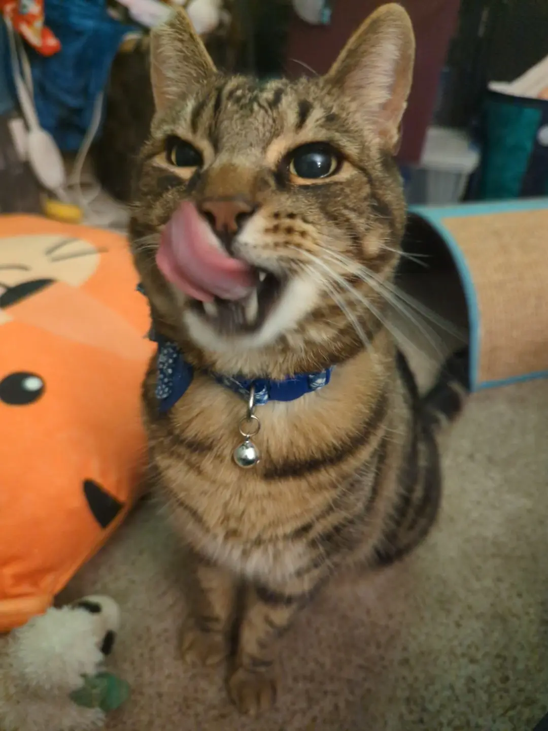 A tabby cat with wide eyes and its tongue sticking out sits on a carpet, wearing a blue collar with a bell. Behind it is an…