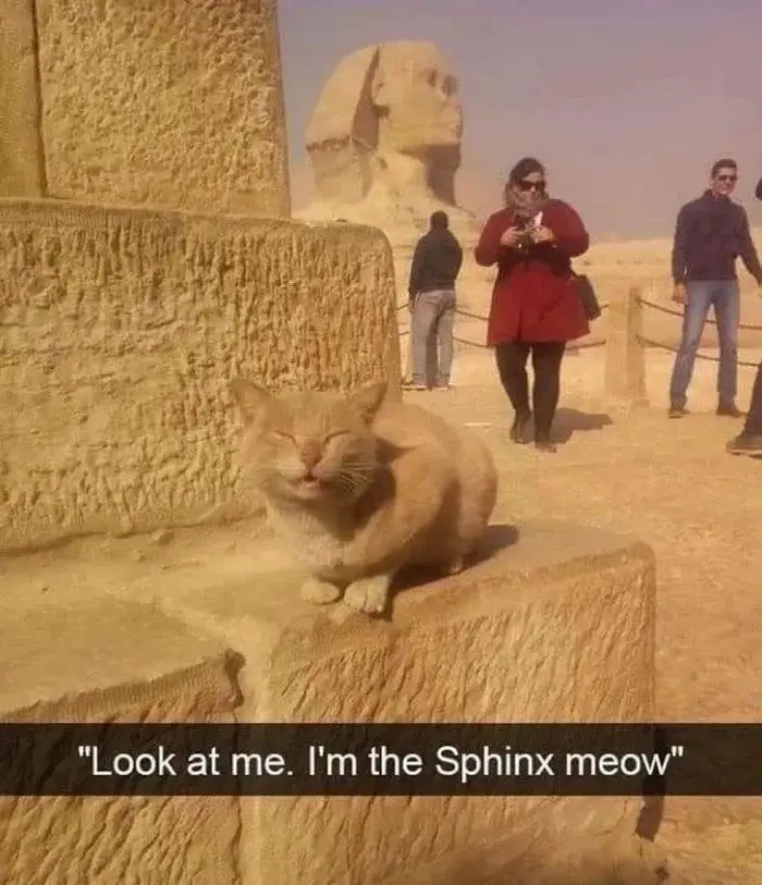 A light-colored cat with its eyes closed and mouth slightly open sits on a stone ledge in front of the Great Sphinx of Giza…