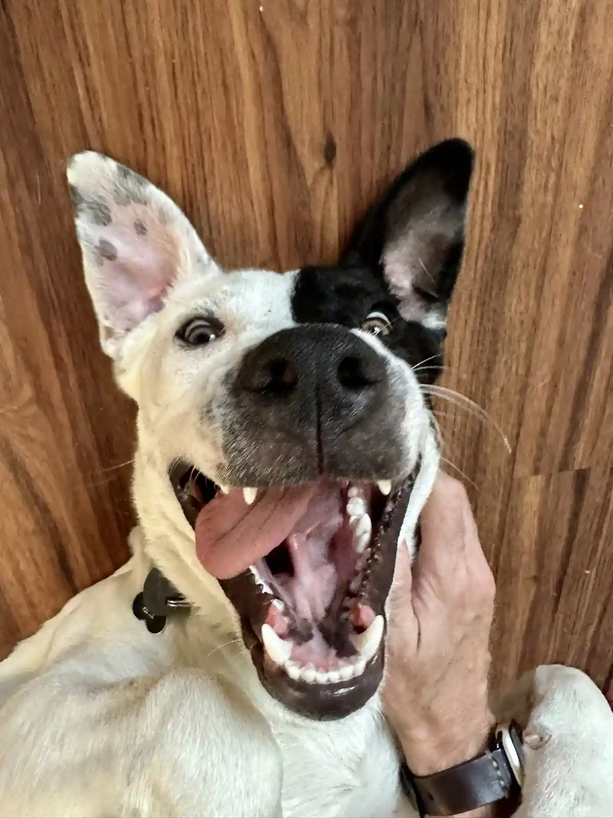 A close-up photo of a black-and-white dog with its mouth wide open, tongue out, and eyes wide, looking directly at the…