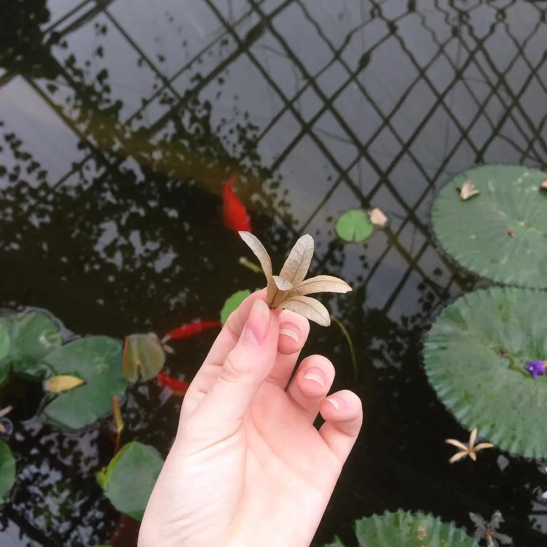 A hand holds a dried, star-shaped leaf above a pond with lily pads, red koi fish, and a chain-link fence reflection. The…