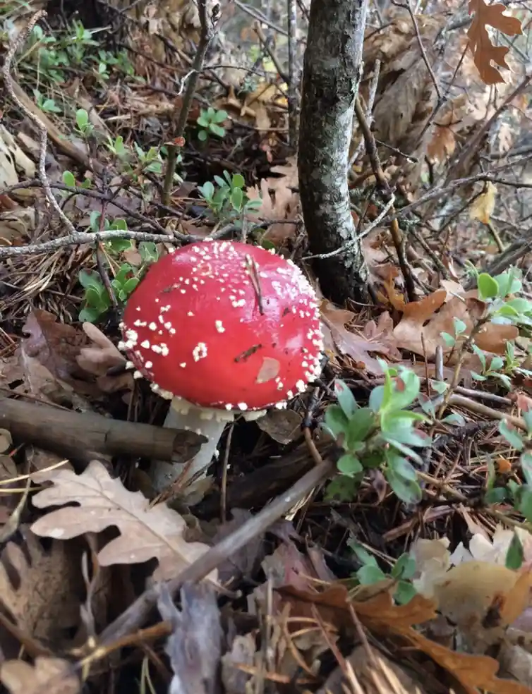 A close-up photo shows a bright red mushroom with white spots growing among brown fallen leaves, twigs, and green shrubs in…