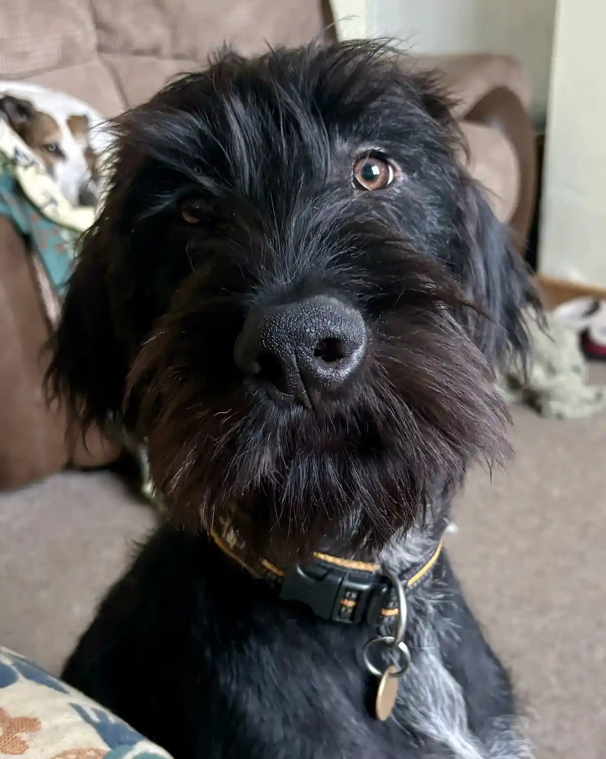 A close-up photo of a black, shaggy-haired dog with one eye wide open and the other partially closed, looking directly at…