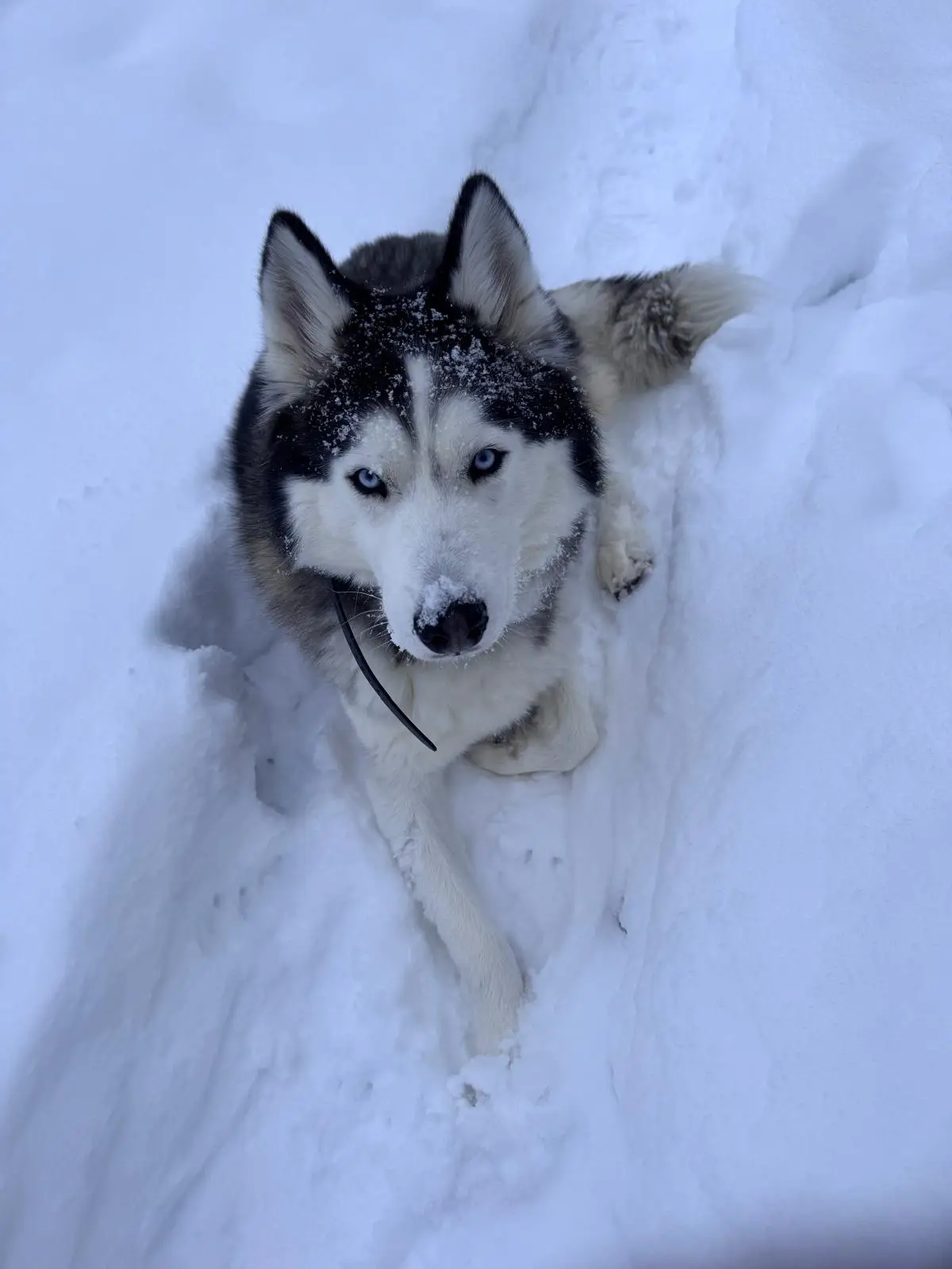 A husky with striking blue eyes and snow on its head and nose lies in deep snow, looking up at the camera with a calm…