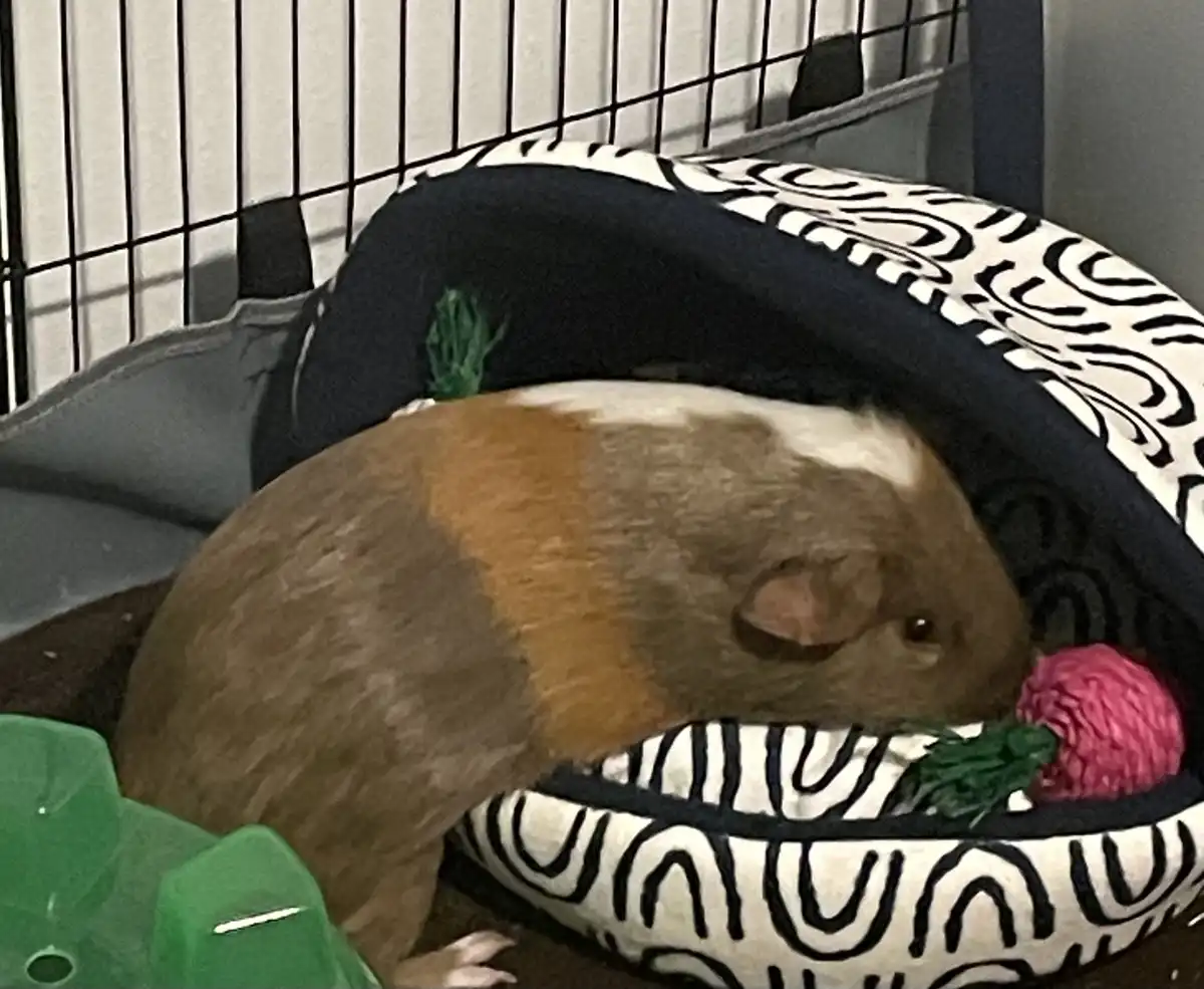 Meet my adorable little Tommy!