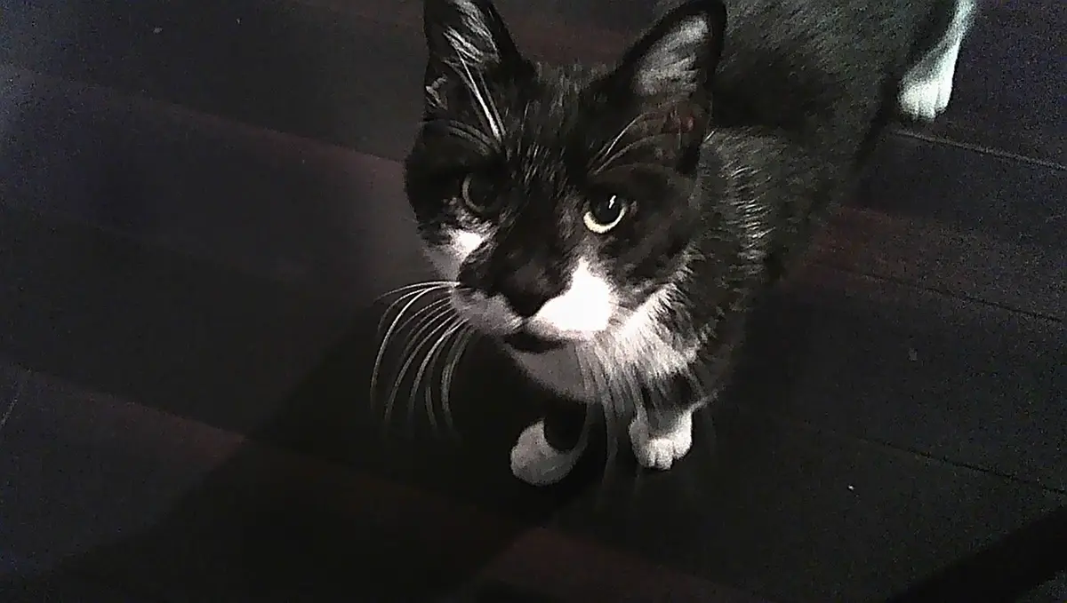 A black and white cat with a white chest and paws looks up directly at the camera with wide, slightly startled eyes in a…