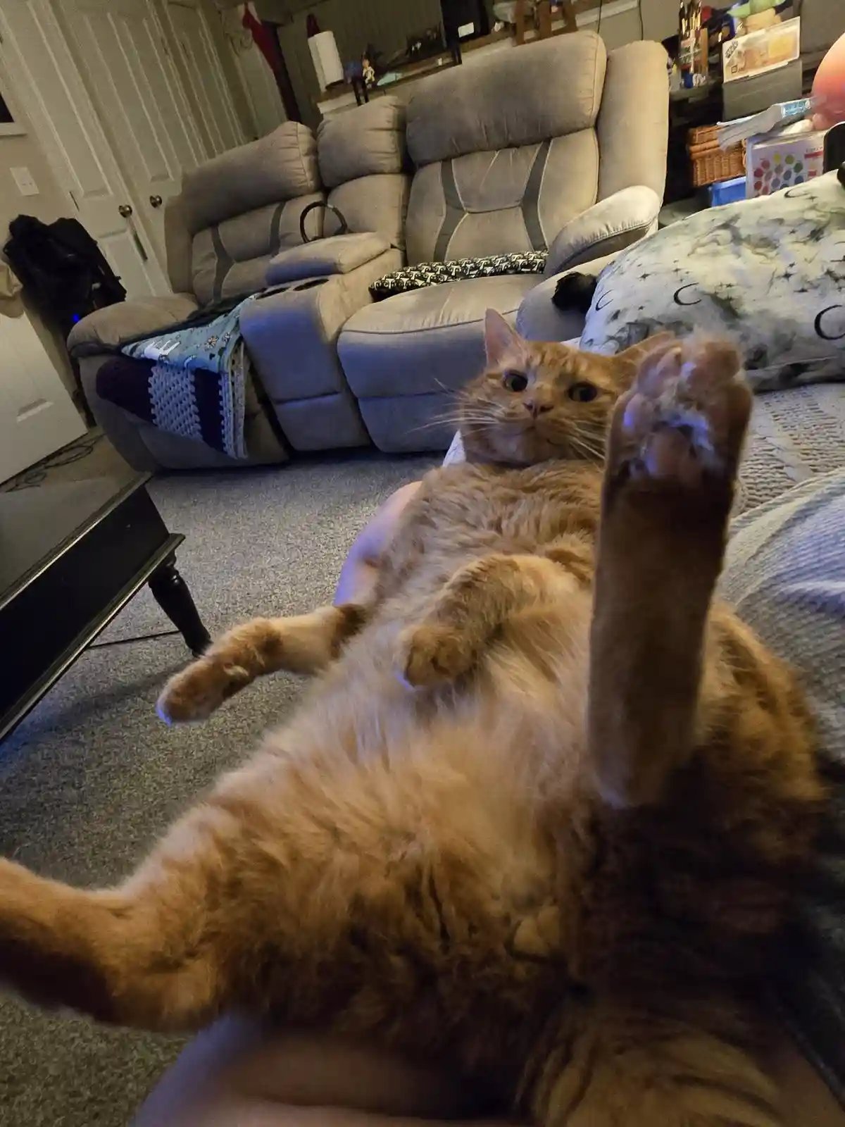 An orange tabby cat is lying on its back on a couch, belly exposed, with one paw raised toward the camera. Its wide eyes…
