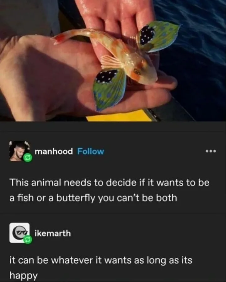 A person holds a small, colorful fish with large, ornate, butterfly-like fins that have black spots and green-blue patterns…