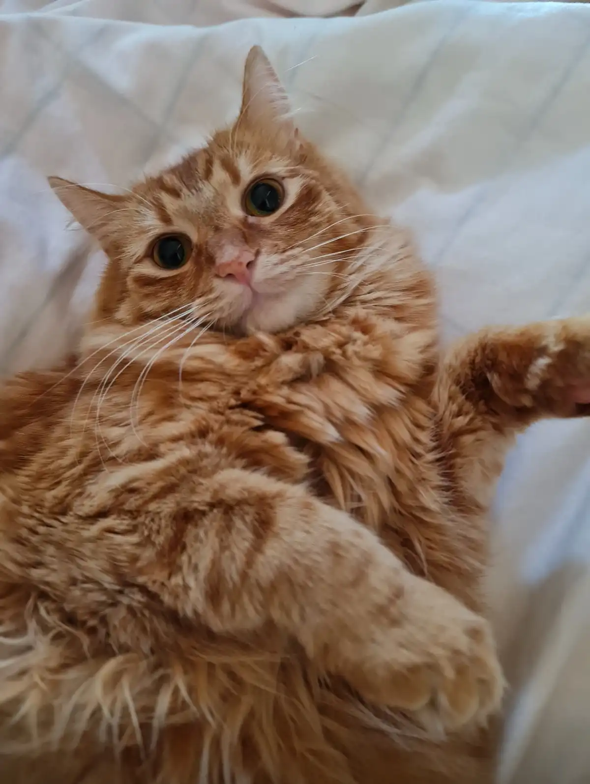 A fluffy orange tabby cat lies on its back on white bedding, looking directly at the camera with wide, innocent eyes and…