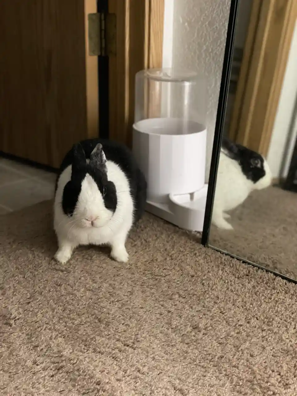 A black and white rabbit stands on a beige carpet, facing forward with a neutral expression, next to a white water bottle…