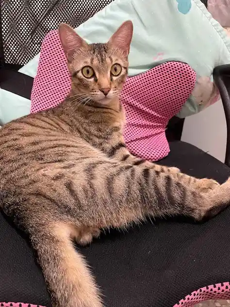 Feline Antics Unleashed