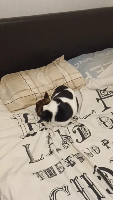 A small black-and-white dog is shown in three panels on a bed with a 'LAND OF THE FREE' comforter. In the first panel, the…