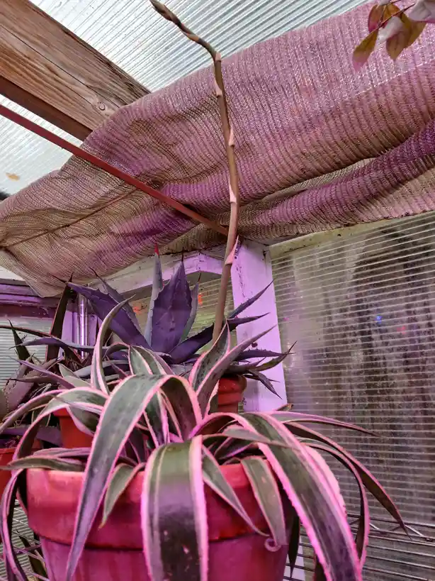 Spotted in the greenhouse: A stunning flower spike among the Agave and Mangave!