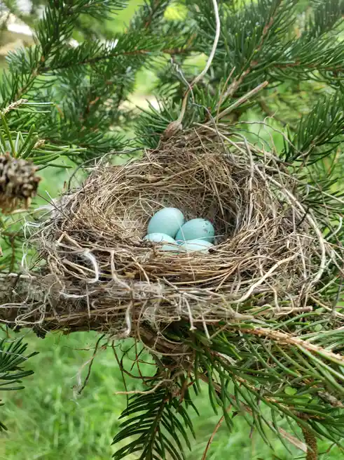 A close-up photograph shows a bird's nest made of twigs and grass, nestled among green pine needles, containing four pale…