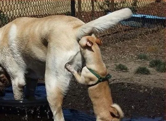 A small tan dog wearing a green harness is standing on its hind legs and licking the rear end of a larger tan dog that is…