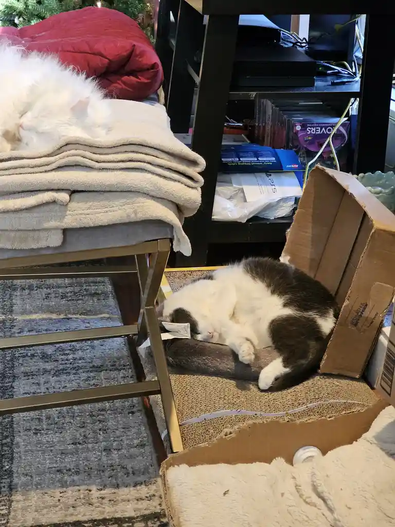 A fluffy white cat sleeps curled up on a stack of blankets on a chair, while a black-and-white cat sleeps curled up inside a…