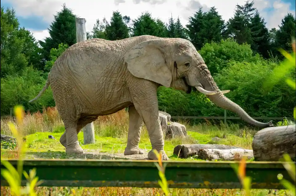 An adult elephant with wrinkled gray skin and white tusks is walking through a grassy enclosure with trees and logs in the…