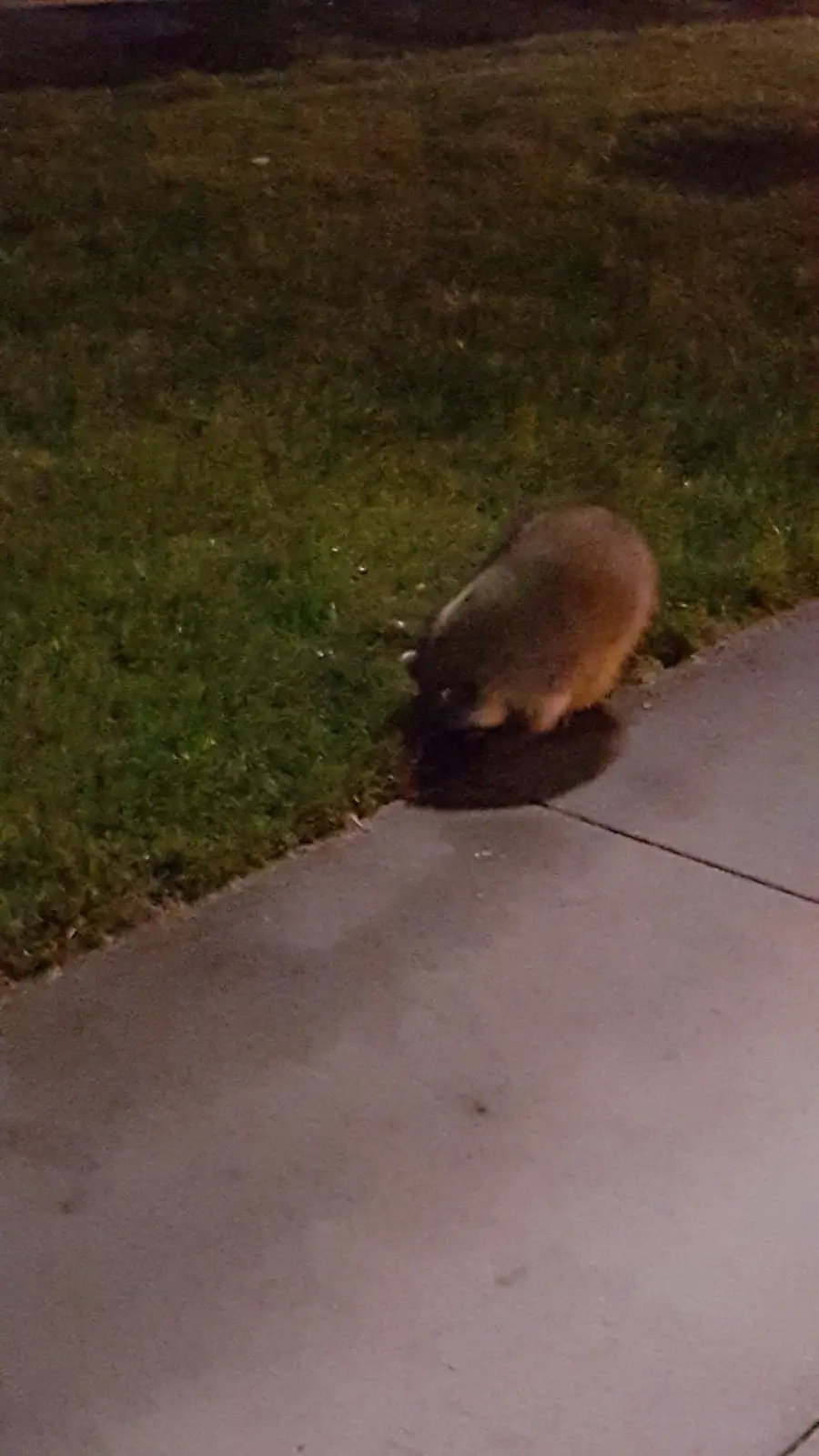A blurry nighttime photo shows a small, brown, furry animal, likely a groundhog or similar rodent, standing at the edge of a…