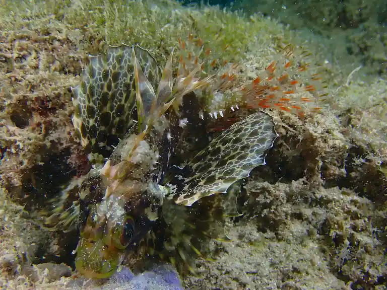 A close-up underwater photo shows a lionfish with intricate spotted and striped fins, resting on a sandy, algae-covered…