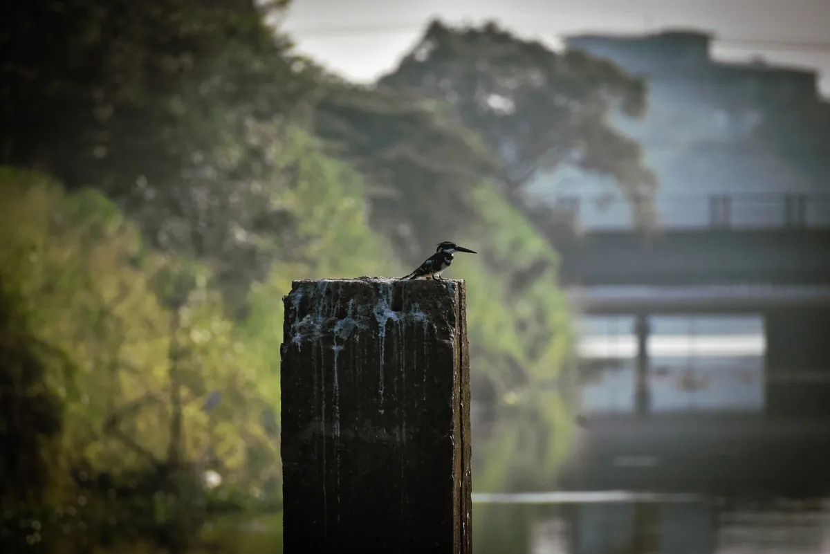 A small black-and-white bird with a long beak perches atop a weathered, mossy concrete post near water, with blurred green…
