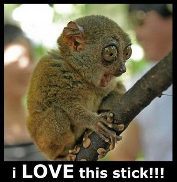 A close-up photo of a small, furry tarsier clinging to a tree branch, its large, round eyes wide open and its mouth slightly…