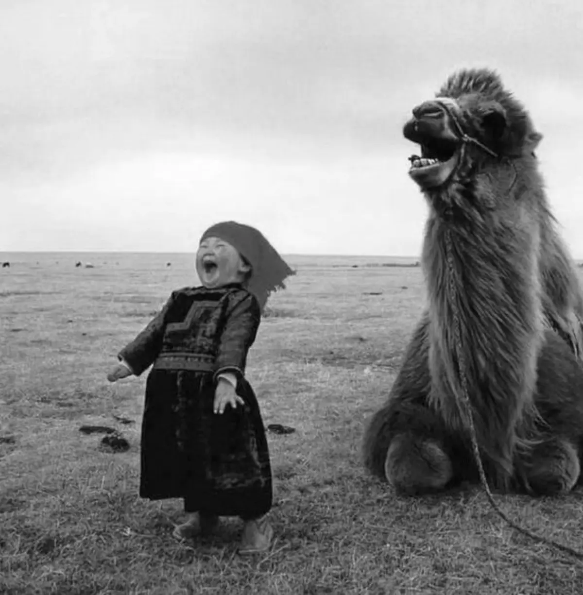 Wholesome and Hilarious Moments with Adorable Furry Friends