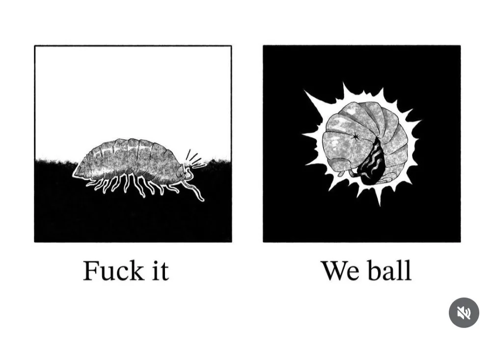 The image shows two panels: the left depicts a woodlouse walking on soil with the text 'Fuck it' underneath, and the right…