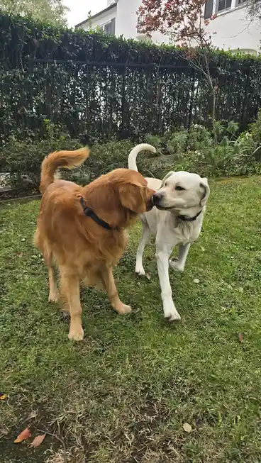 Two dogs, a golden retriever and a white labrador, are standing on a grassy lawn with a hedge and fence behind them. The…