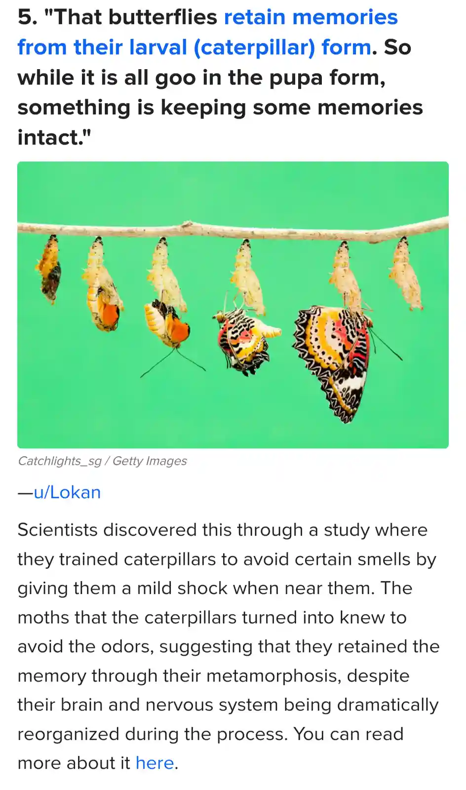 A horizontal row of six butterfly pupae and emerging butterflies hangs from a twig against a solid green background. The…