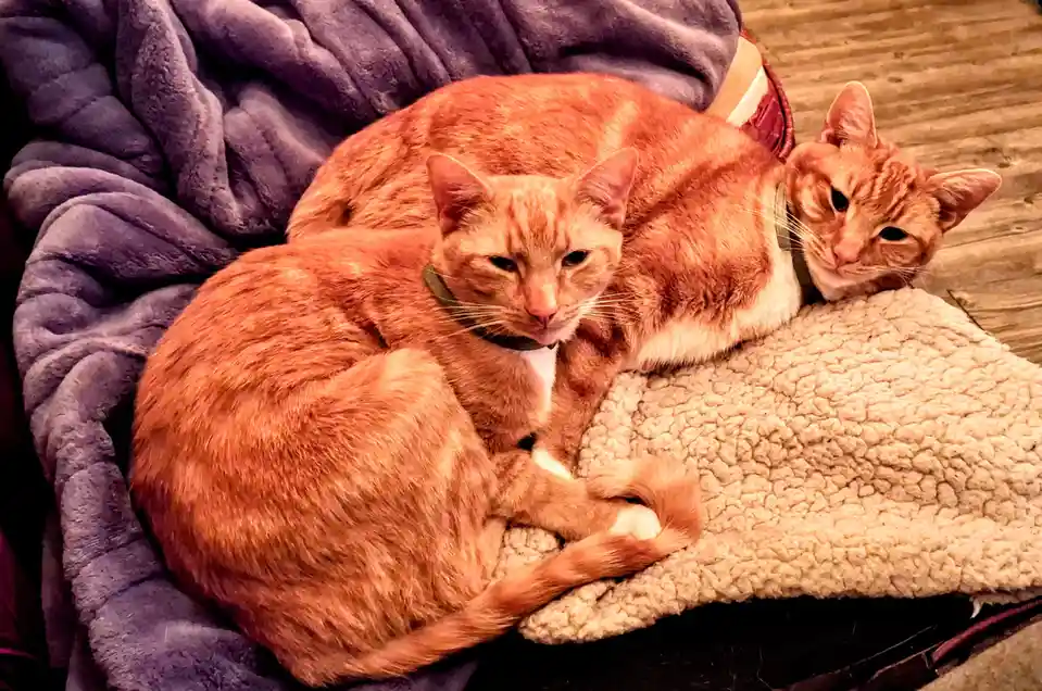 Two orange tabby cats with green collars are curled up together on a fluffy beige blanket, resting on a purple fleece…