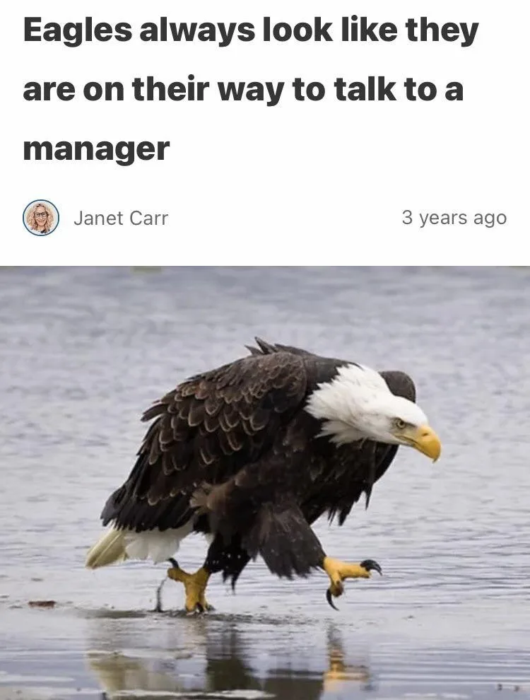 A bald eagle stands in shallow water, its body angled forward with wings slightly spread and head turned, giving the…