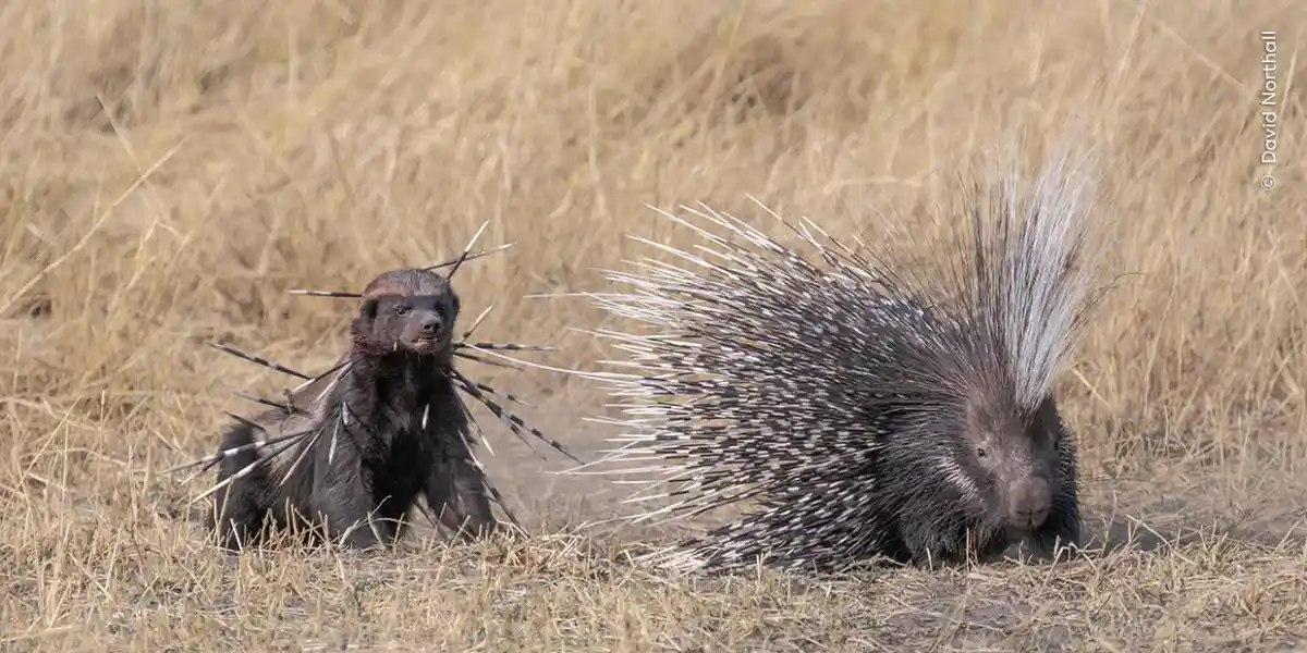 Two porcupines are shown in a dry grass field; one is fully quilled and facing forward, while the other has quills stuck in…