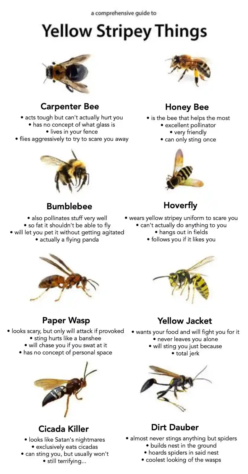 An infographic titled 'a comprehensive guide to Yellow Stripey Things' displays eight different insects with images and…